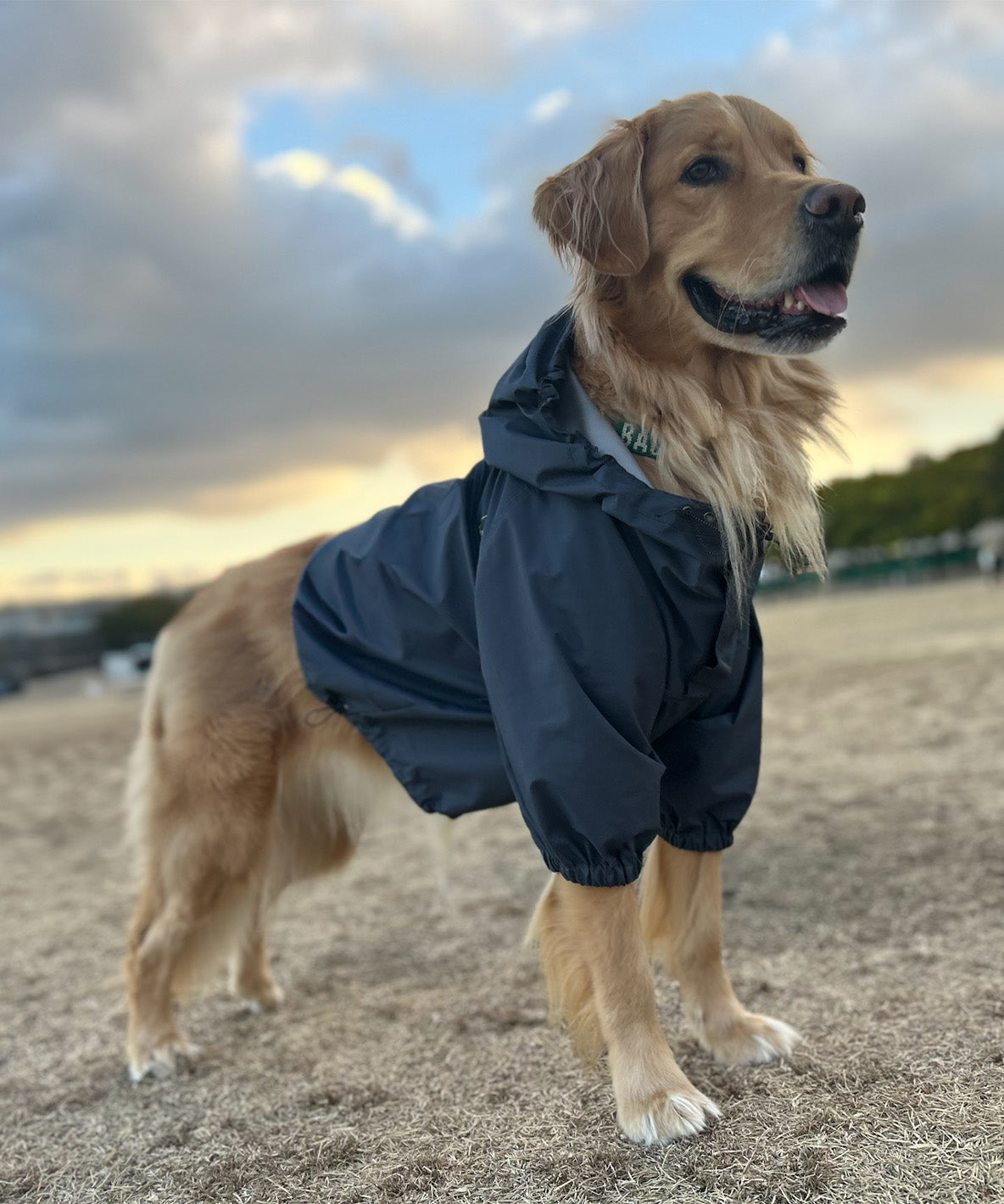 Mountain DOG Hoodie